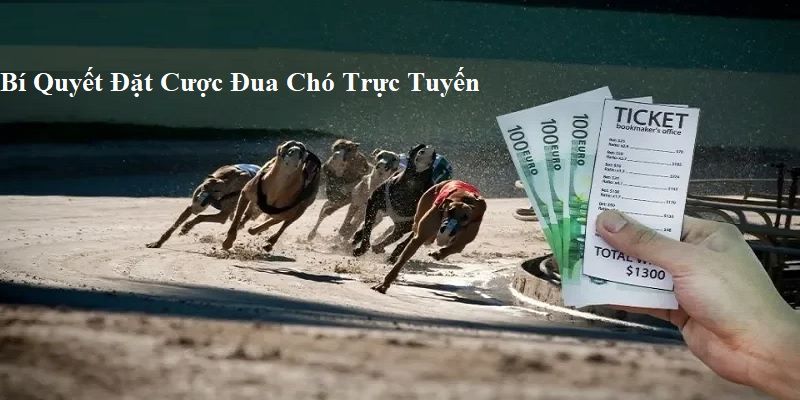 Bí Quyết Đặt Cược Đua Chó Trực Tuyến Chắc Thằng Cho Game Thủ